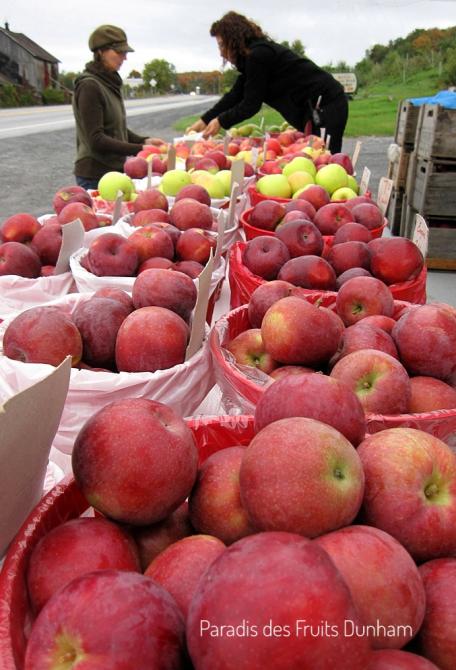 Apples (23 varieties), Pears, Plums and Late Raspberries: