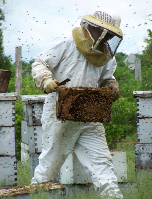 The harvest of our delicious natural HONEY: