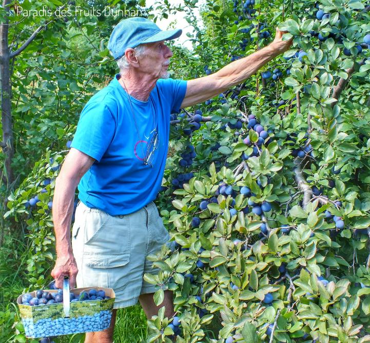 PLUM PICKING: