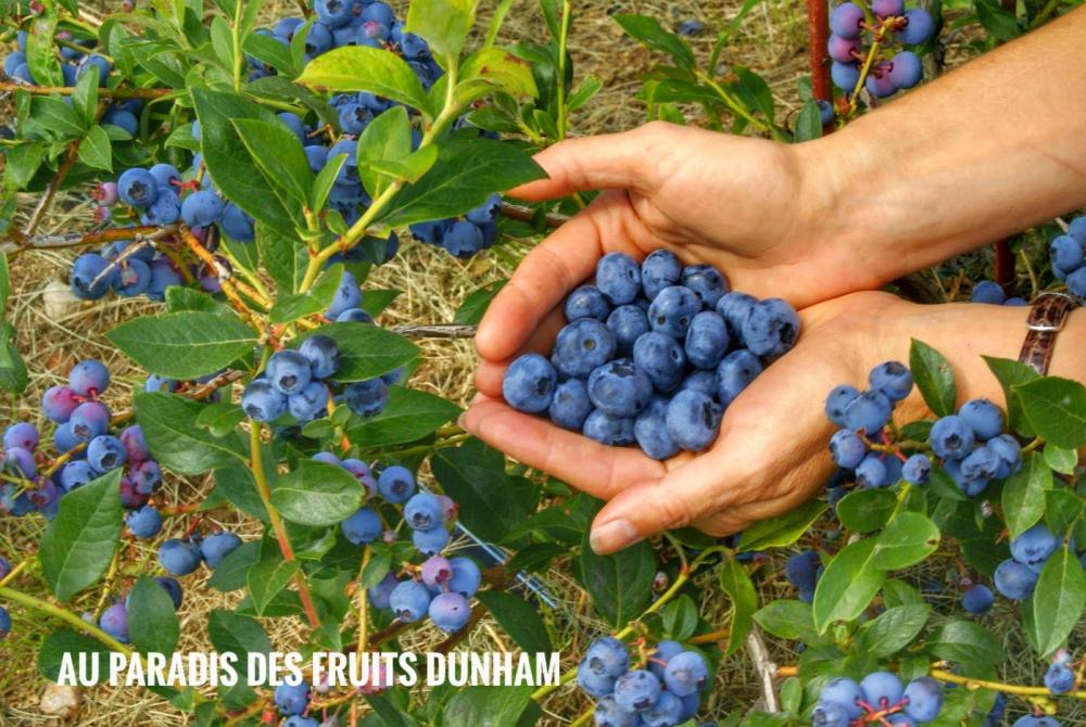 BLUEBERRIES,  20 varieties and more: