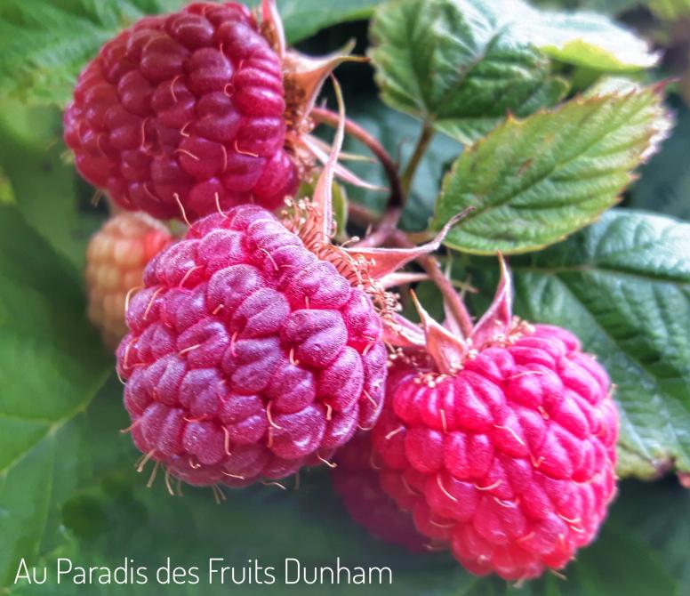 Fresh RASPBERRIES in summer and automn: