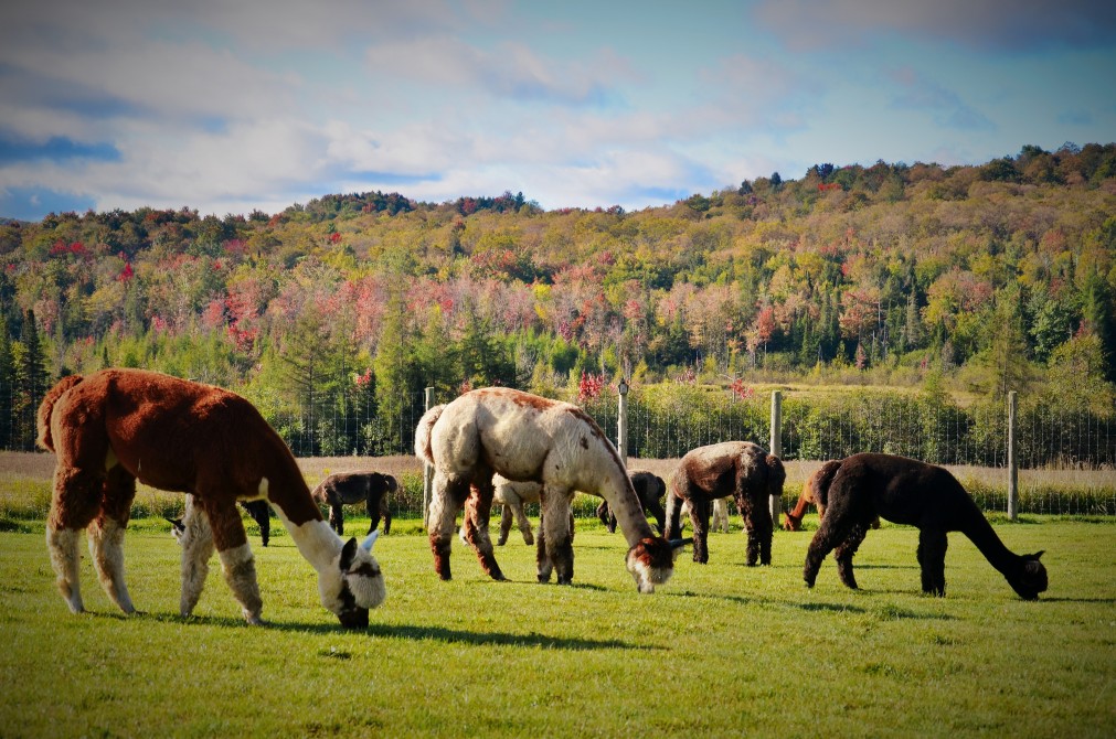 Fall pastures: View from the main observation area.
