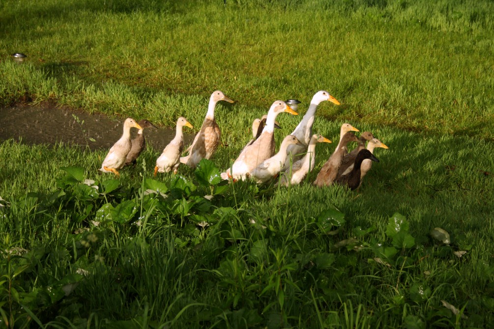 We are permaculture lovers: