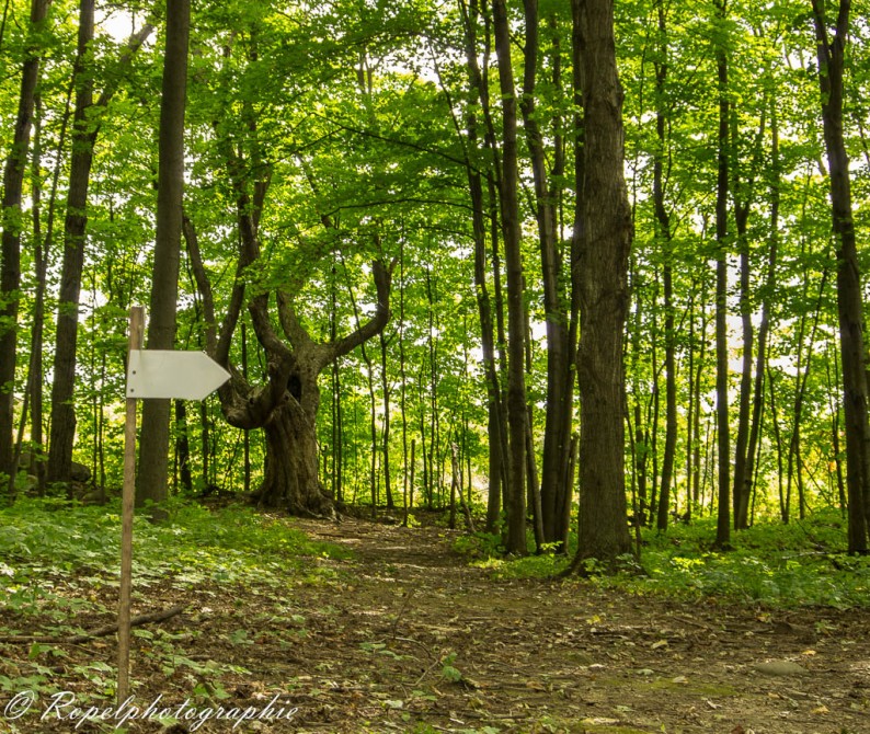 Walking trails: