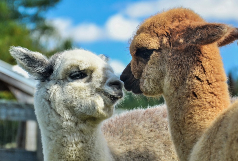 Alpaca babies: Alpaca births start in June and end around August.  Come see our newborns!  