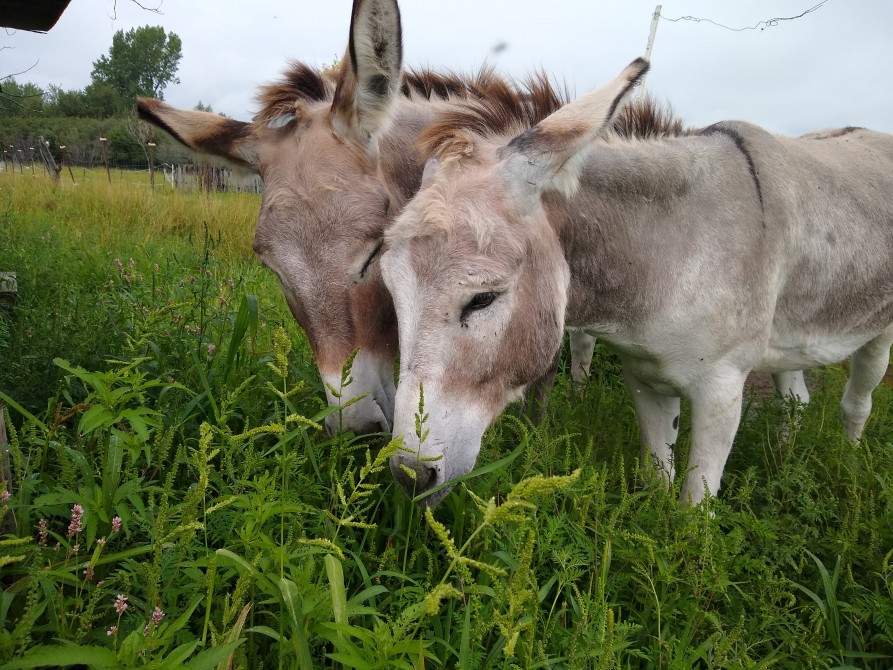 The donkeys: Our livestock guardian donkeys.