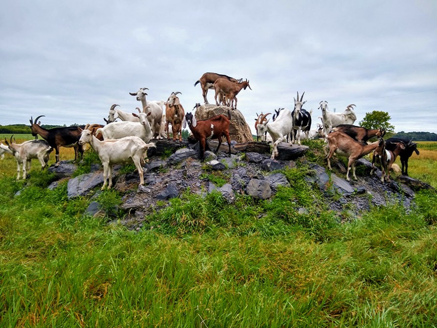 Goats on rocks: Our goats love to climb rocks.