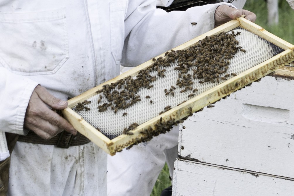 Guide tour "Beekeper": Guide tour at the field. Observation of one hive. And work of the bees.