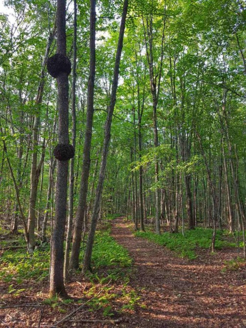 Trails: 4km of forest trails accessible for hiking 
