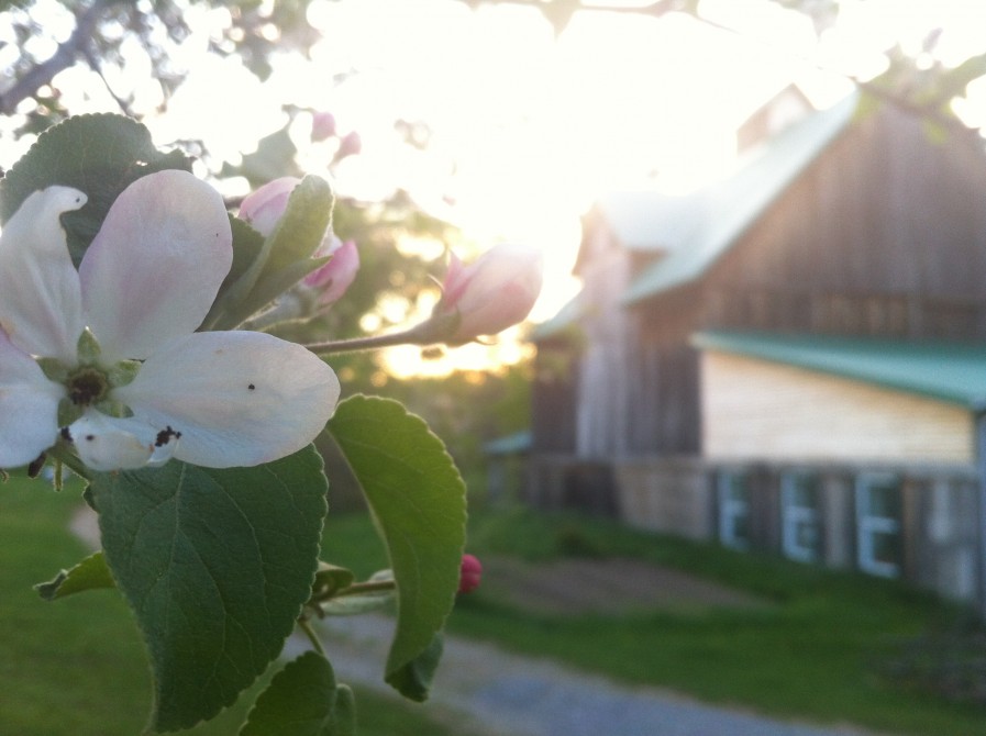 Century old barn: Space for selling apples, yoga classes and artistic events