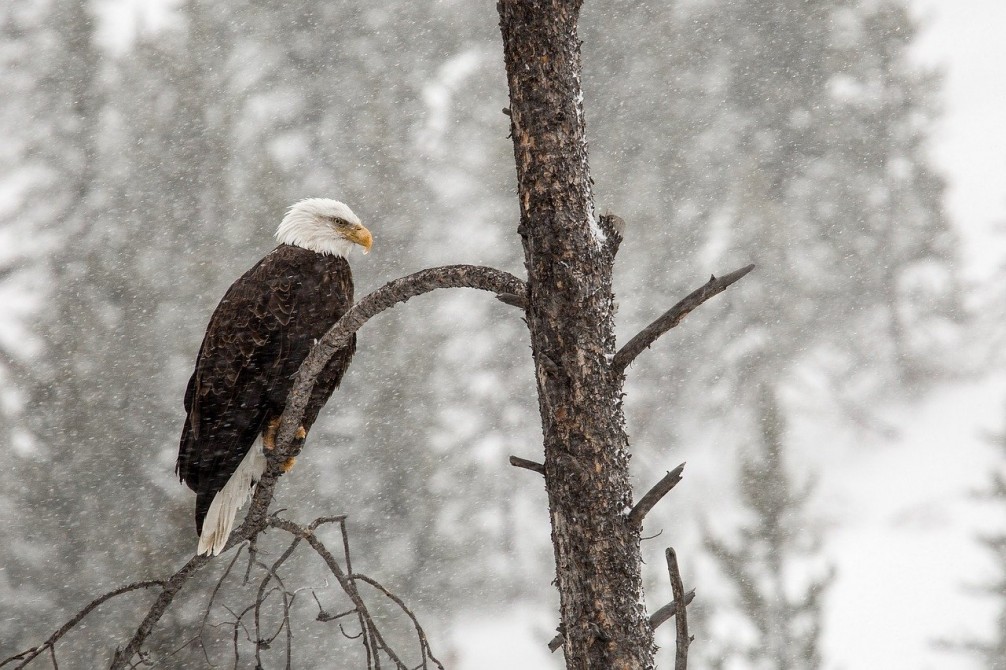 Ornithology:
