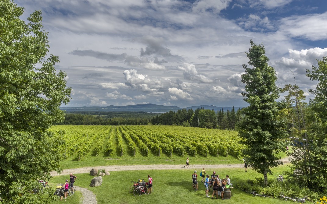 Cyclists are welcome.: Need a break? The Léon Courville vineyard is a magnificent place to rest and quench your thirst.
