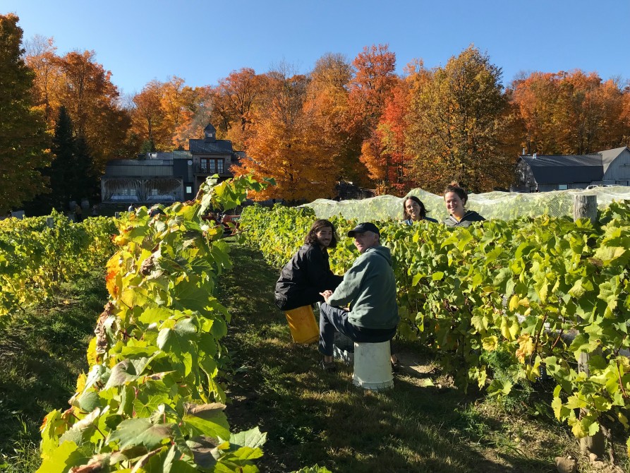Harvest at the vineyard: The harvest is the culmination of a season of hard work in the fields. It is a precious and intense moment.