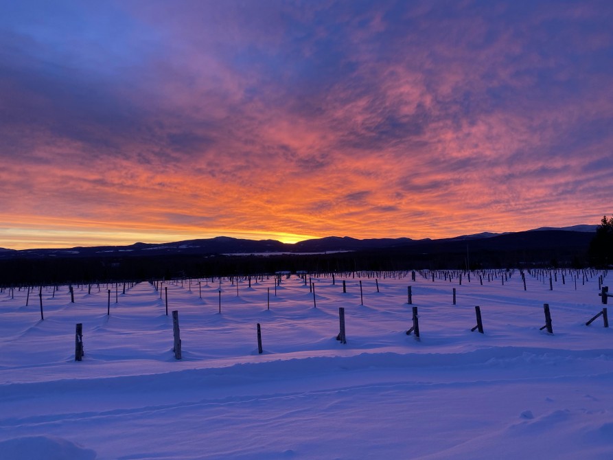  The vines bundled up for the winter.: To protect them from extreme cold, the vines are covered with a geotextile canvas.