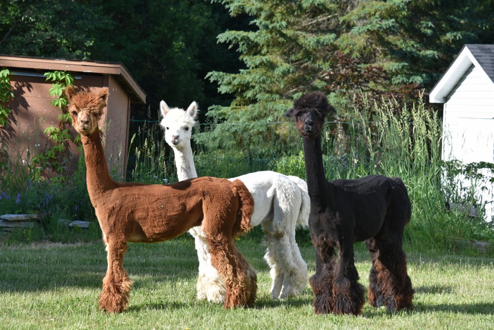 Alpacas :