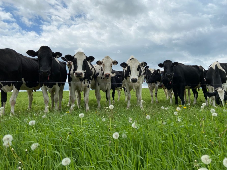 The cows: