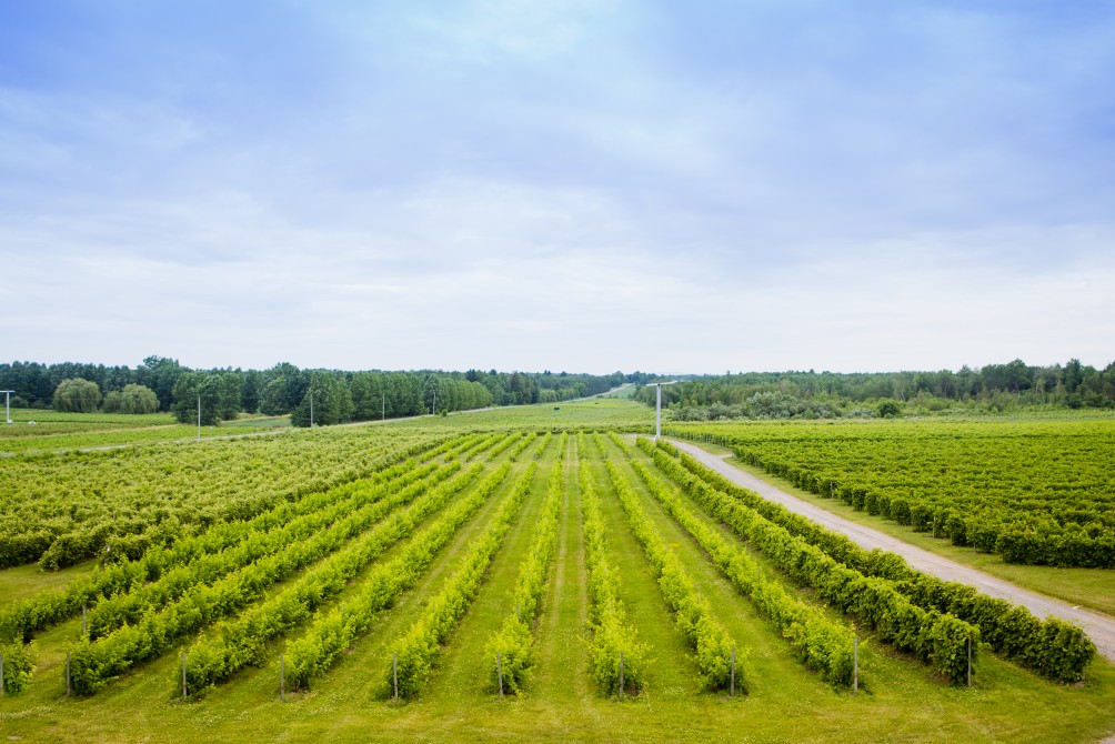 Our vines: Enjoy a walk along our vines.