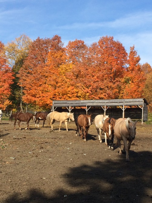 Our horses:
