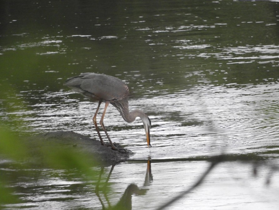 blue heron in the missisquoi river: