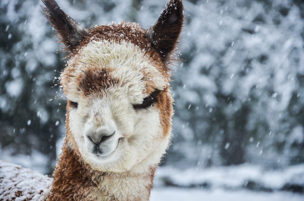 First snowflakes: Observe our alpacas during winter thanks to our self-guided tour and interpretive trails.
