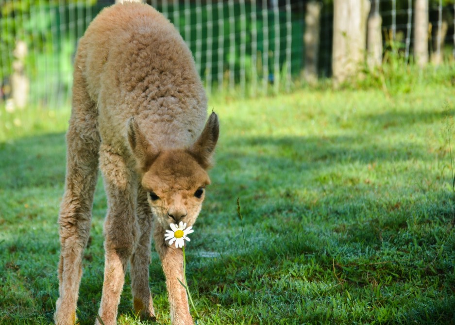 Spring at the farm: Newborn alpacas start arriving towards the end of spring!