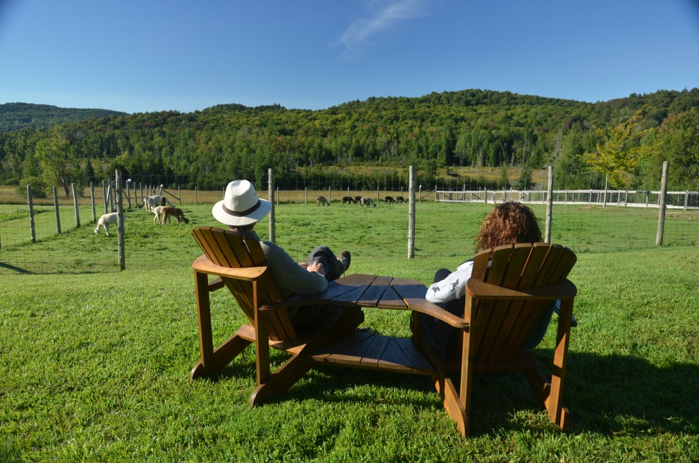Alpaca Observation: Adirondack chair and picnic tables are available at the observation areas.