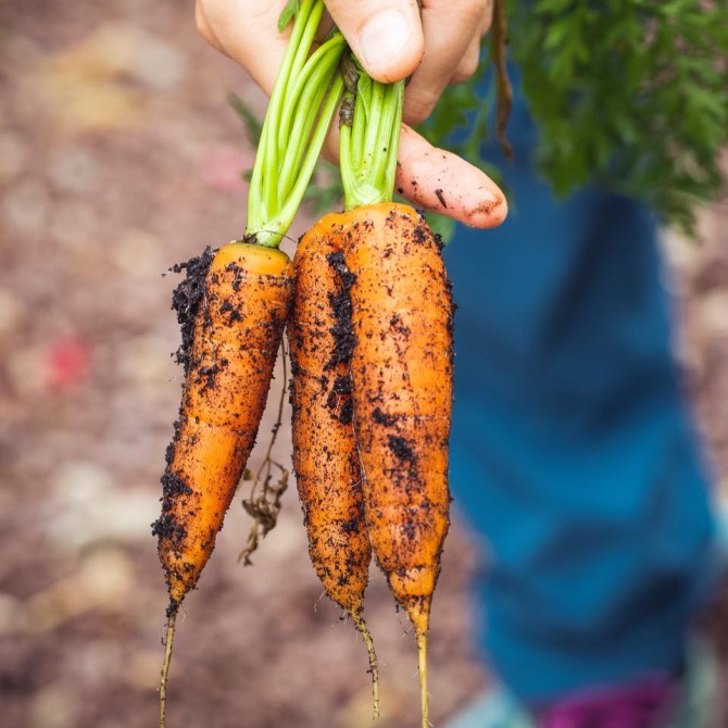 U-pick: (From June 24 to September 6, 2021)
Thursday from 1pm to 7pm
Saturday from 9am to 4pm
Come and pick your favorite vegetables in our vegetable garden
