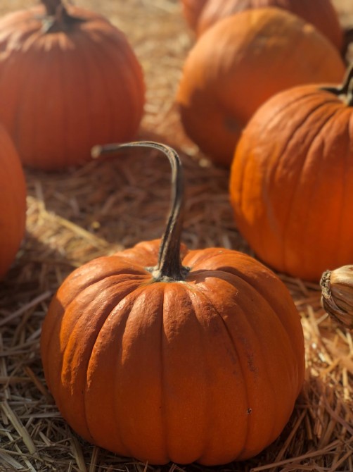 U-pick pumpkin and pumpkin products: (September and October 2021)
Come and choose your pumpkin directly in our field. Several pumpkin products will be on sale at the farm's boutique. 
