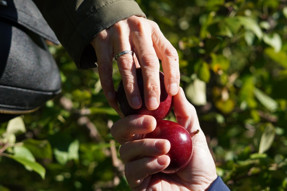 U-pick apple: "U-pick apple" in the orchards of the abbey