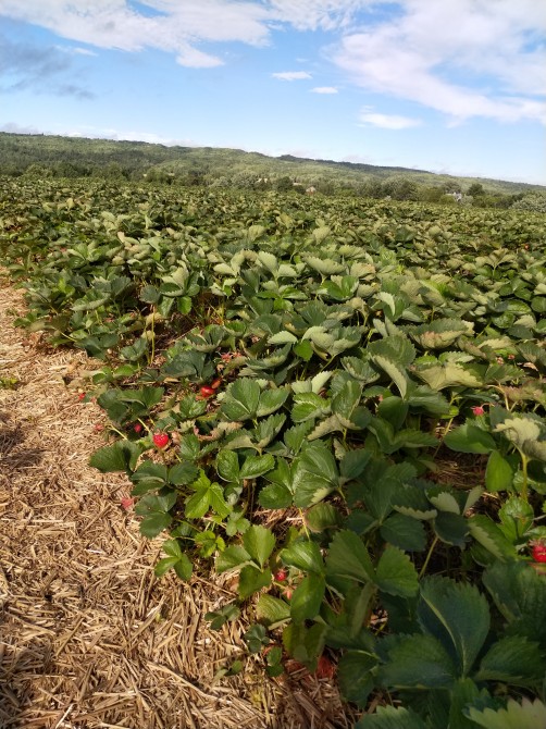 strawberries: