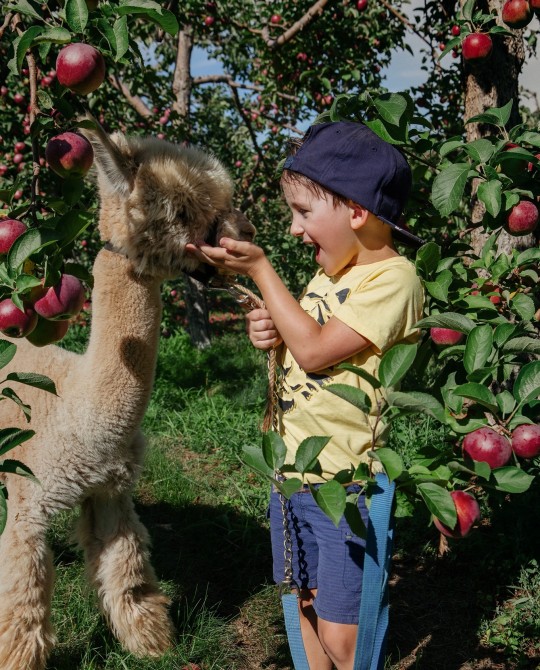 Verger Champêtre: Granby
Orchard
Apple
Animals
Family
Outside
Activities
