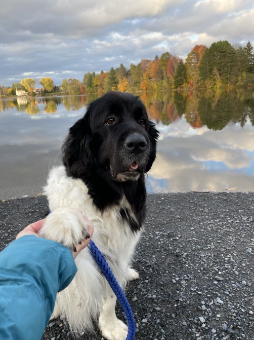 Doudoune, our Newfoundland: