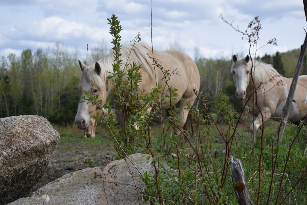Our horses: