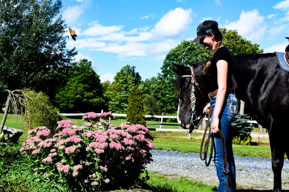 Our horses: