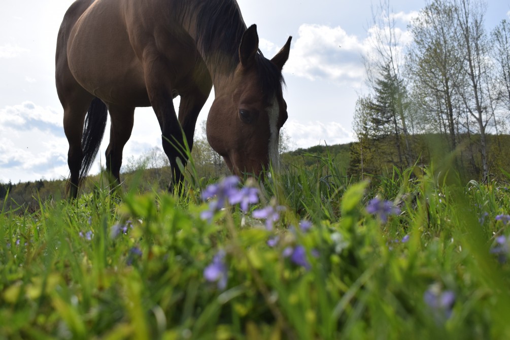 Our horses:
