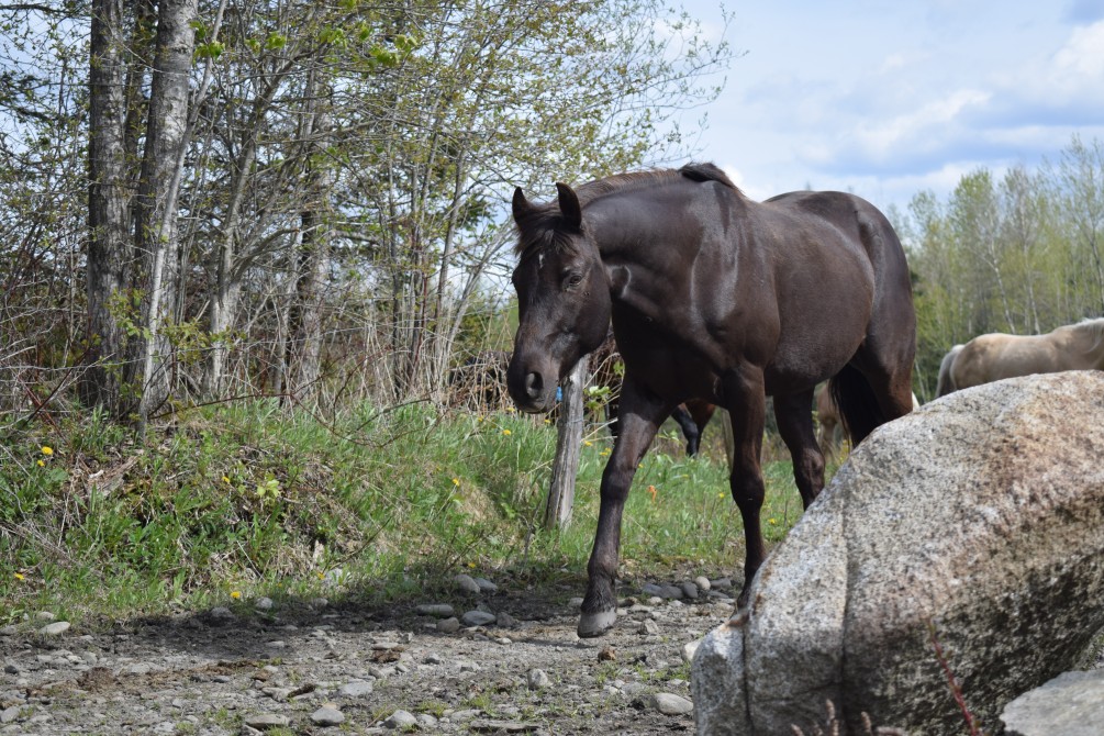 Our horses: