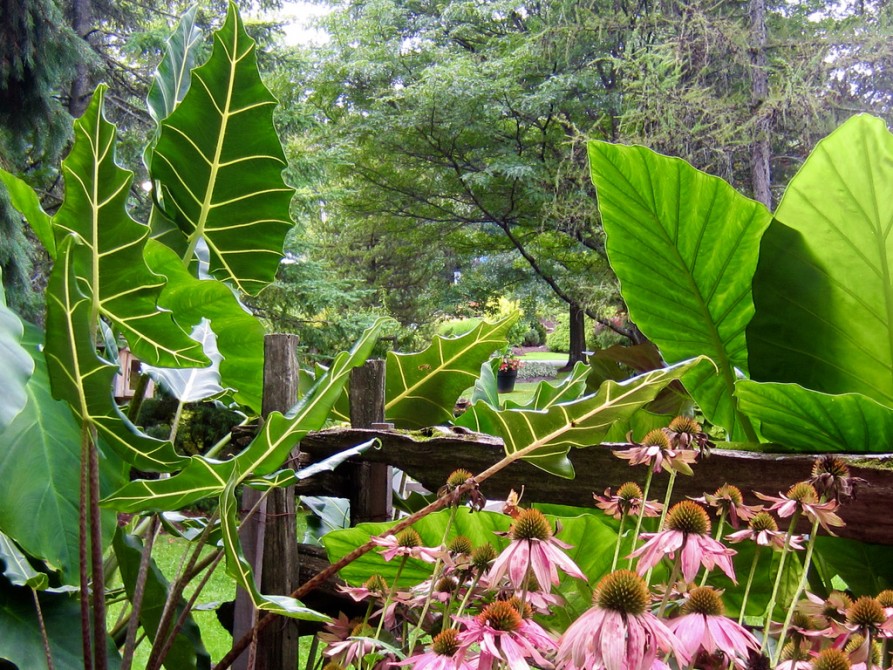 late summer garden: