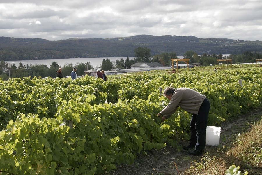 Harvesting at the vineyard: