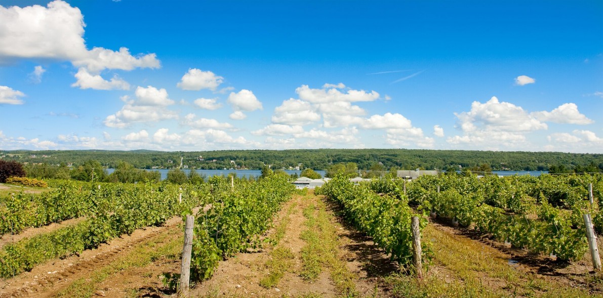 Vineyard in the summer: