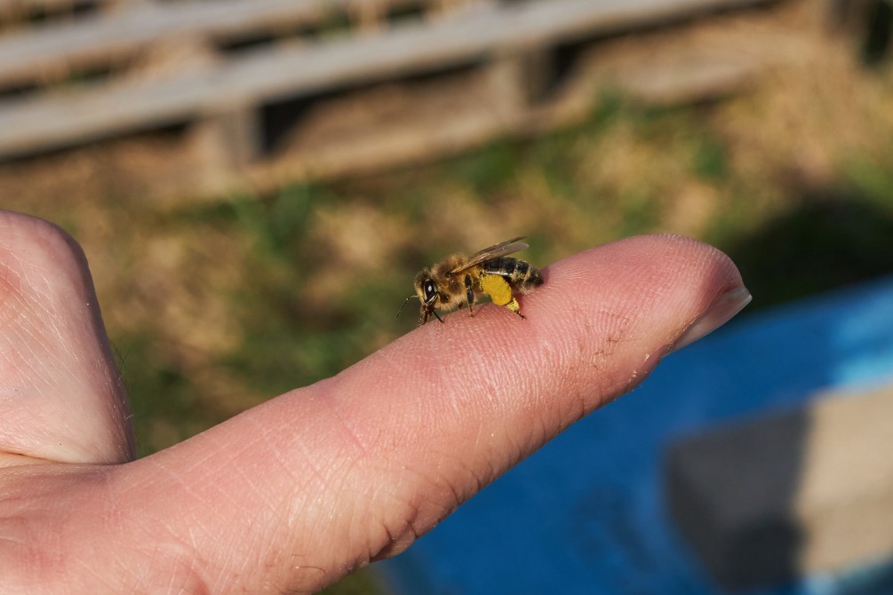 A little bee in spring: Observation of a bee during the opening of the hives in spring.