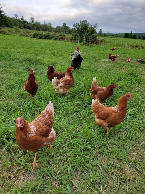 Our chickens: Fresh eggs with your stay here at Miel et Terre!