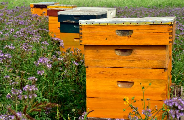 Our beehives:
