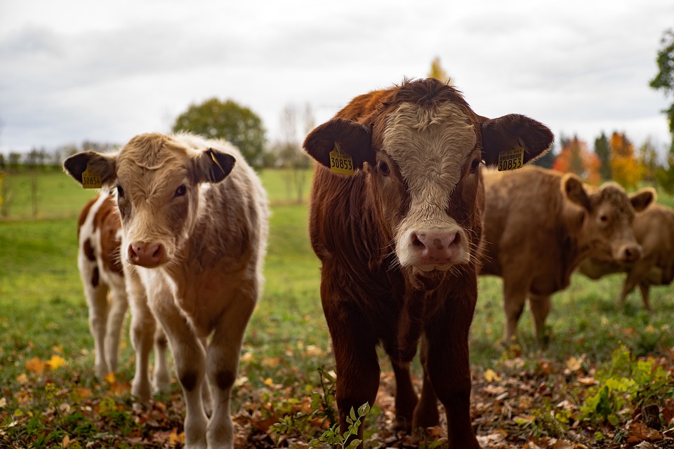 Ferme des Petits Torrieux: