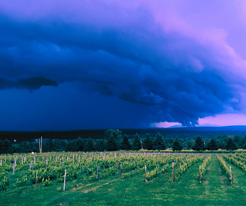 Léon Courville vigneron: