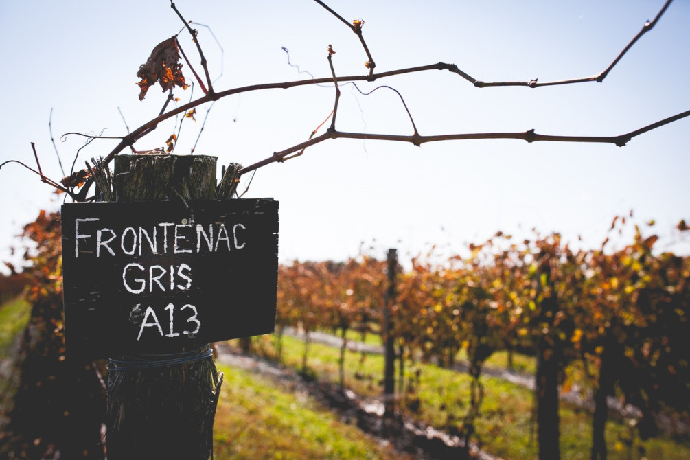 Vignoble de la Bauge: