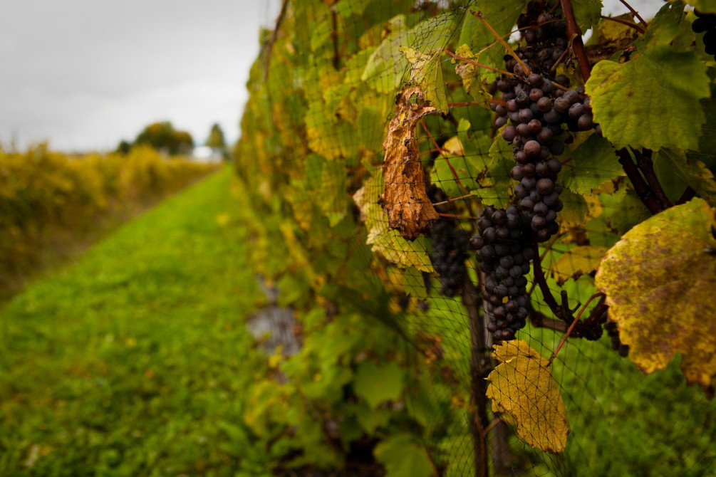 Vignoble de la Bauge: