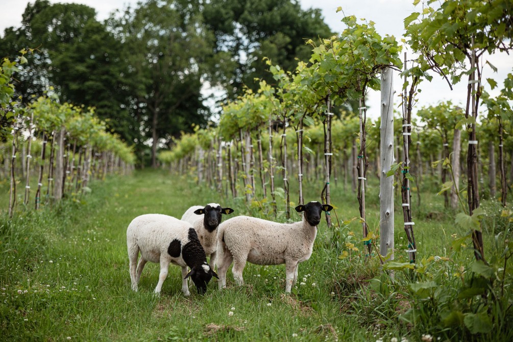 Vignoble de la Bauge:
