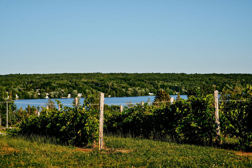 Vignoble Le Cep d'Argent: