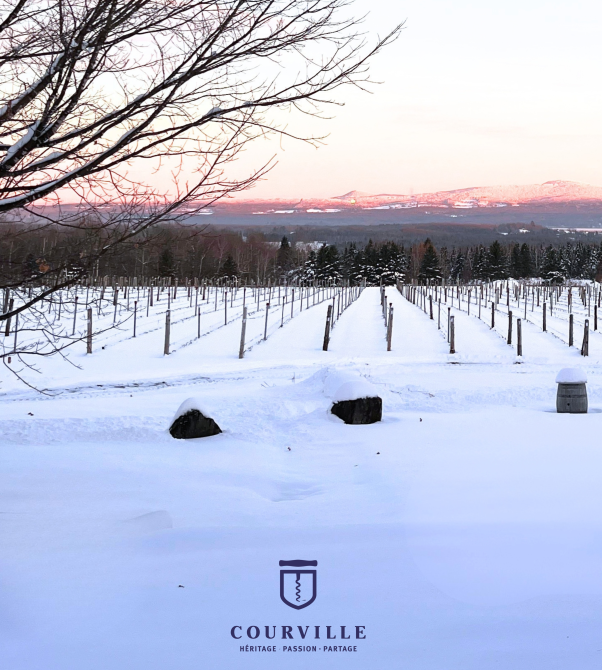 vignoble courville: